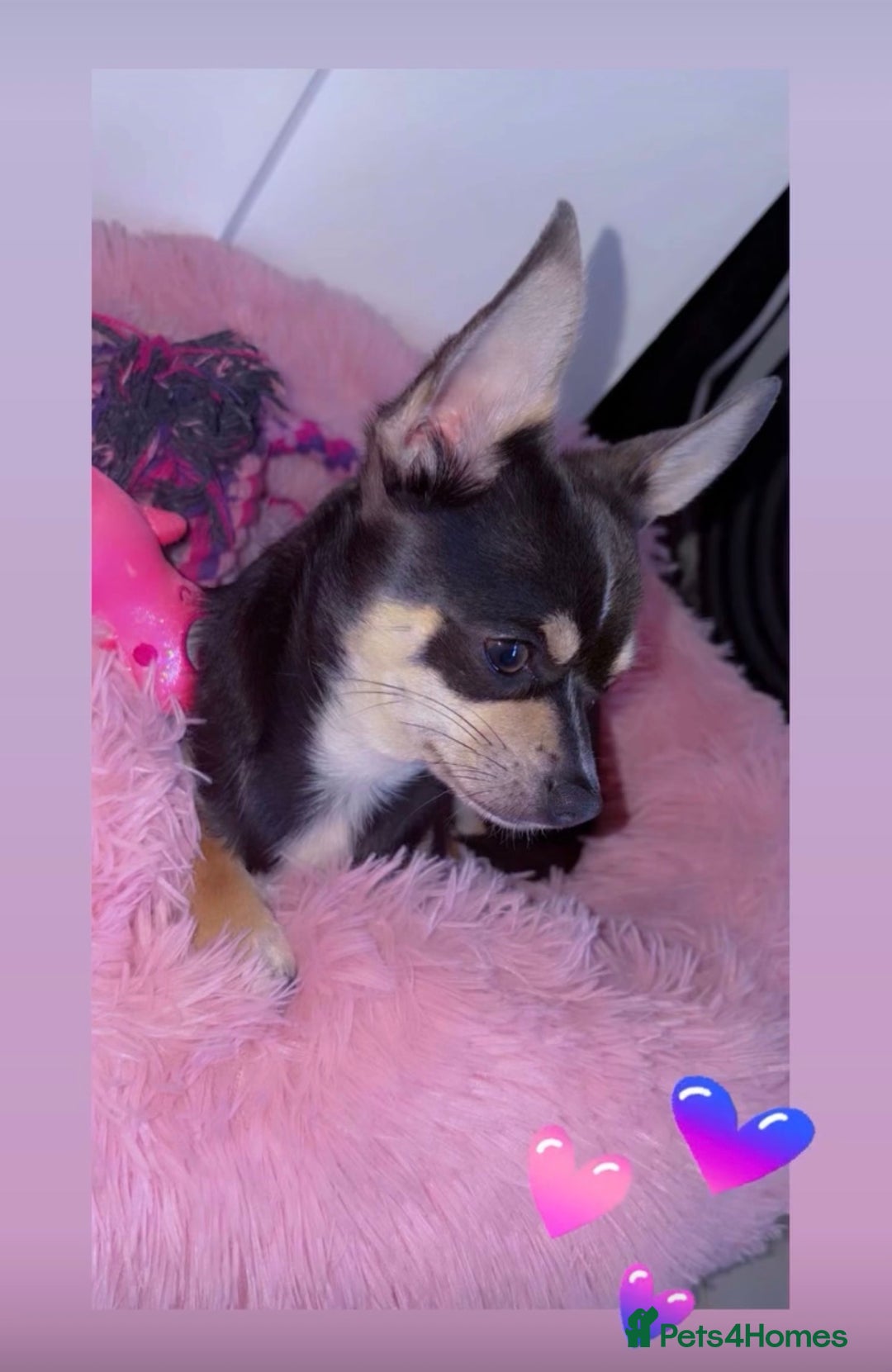 Chihuahua dogs for stud: Pablo, Blue Tri Chihuahua  - Advert 4