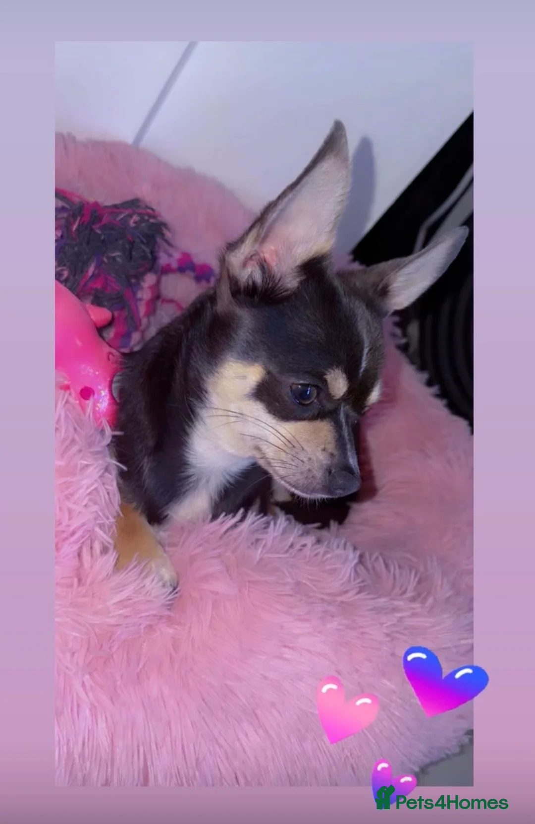 Chihuahua dogs for stud: Pablo, Blue Tri Chihuahua  - Advert 4