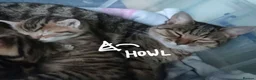 Mixed Breed cats for sale: 1 beautiful Male Tabby Kitten - Advert 9
