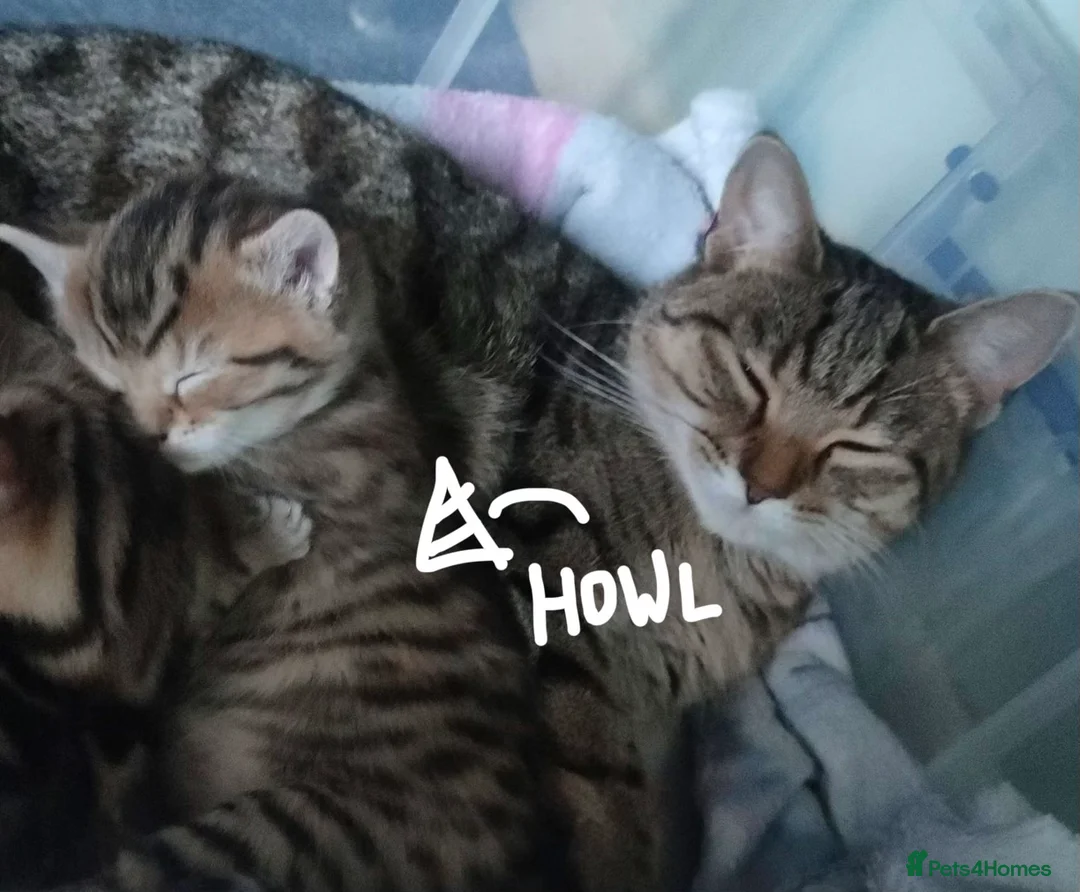 Mixed Breed cats for sale: 1 beautiful Male Tabby Kitten - Advert 9
