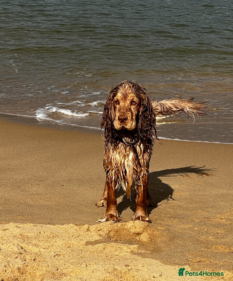 Cocker Spaniel dogs Proven Track Record Cocker Spaniel Stud - Advert 11