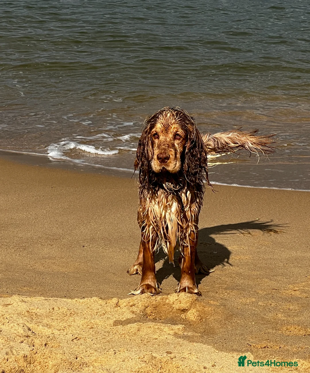 Cocker Spaniel dogs for stud: Proven Track Record Cocker Spaniel Stud - Advert 8