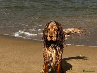 Cocker Spaniel dogs Proven Track Record Cocker Spaniel Stud - Advert 11