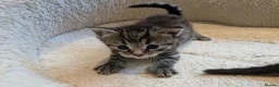 Mixed Breed cats for sale: Maine Coon x British Shorthair - Advert 3