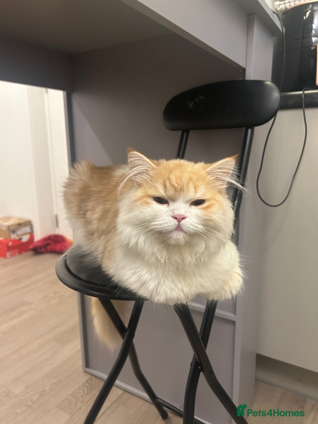 Scottish Fold cats for sale: MALE LONG HAIR SCOTTISH FOLD KITTEN - Advert 2