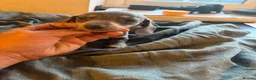Miniature Dachshund dogs for sale: Mini dachshund (blue tan boy left )  - Advert 3