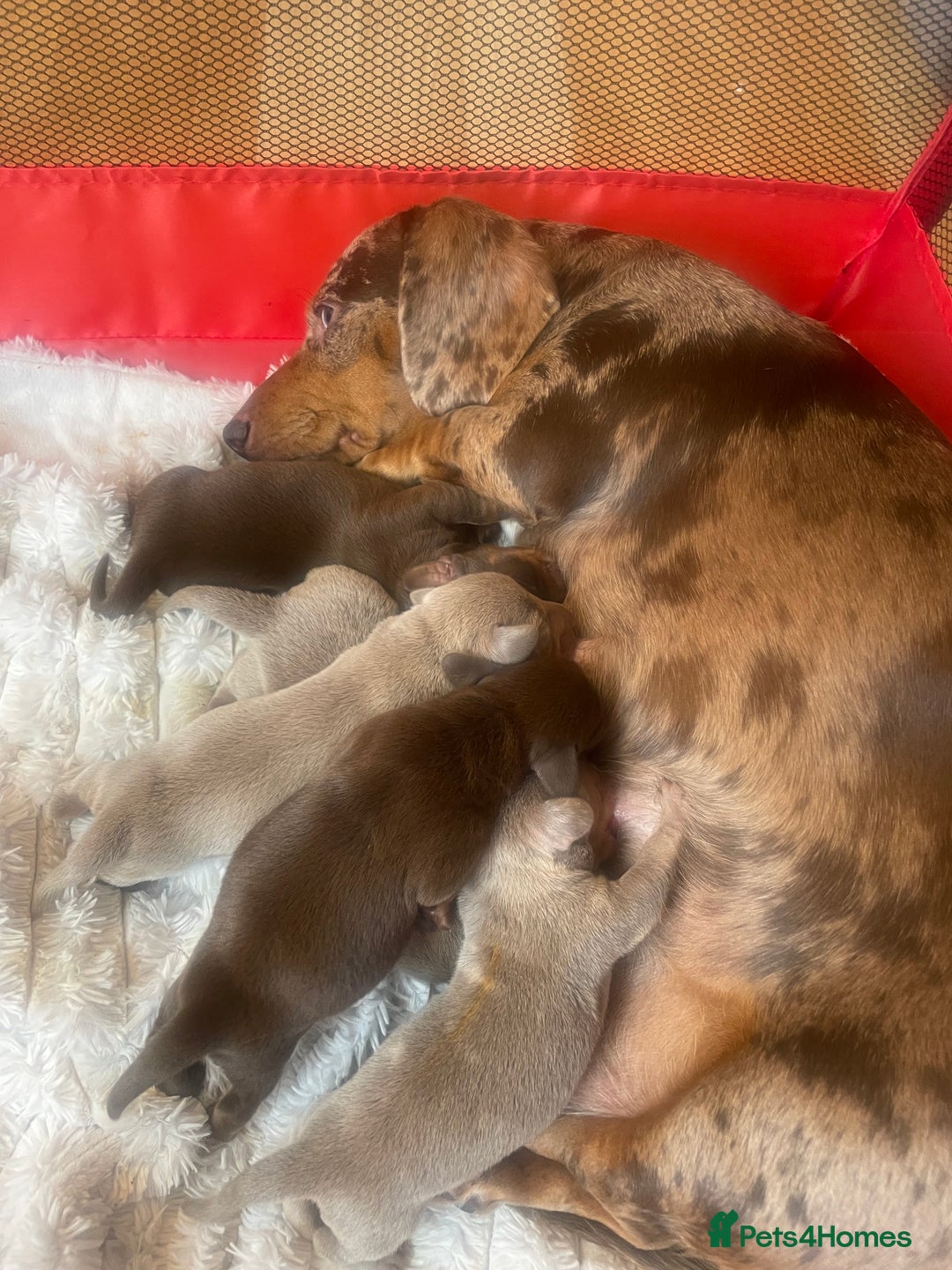 Miniature Dachshund dogs for sale: Tiny rabbit daushunds 5 beautiful babies 🥰🥰 - Image 9