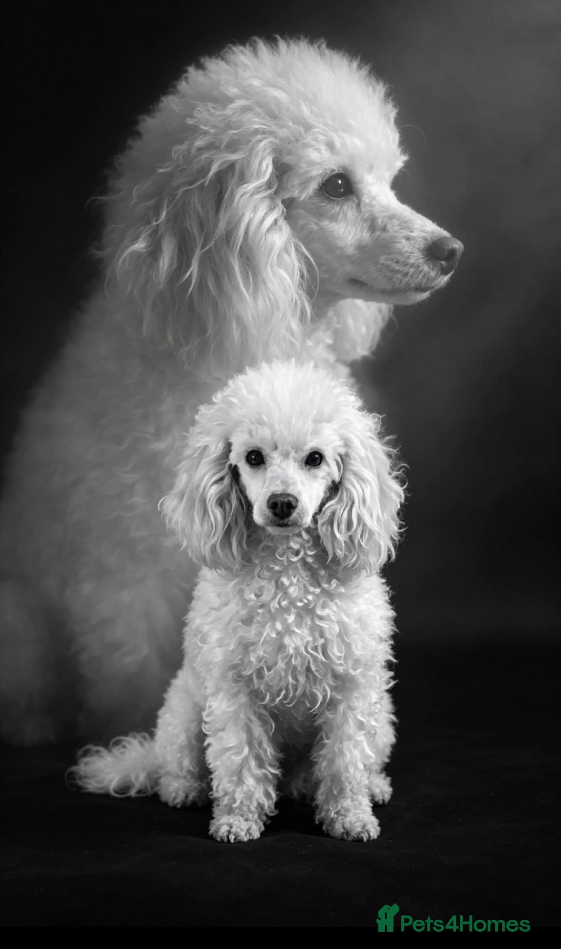 Miniature Poodle dogs Stunning small dainty cream miniature poodle girl  - Advert 18