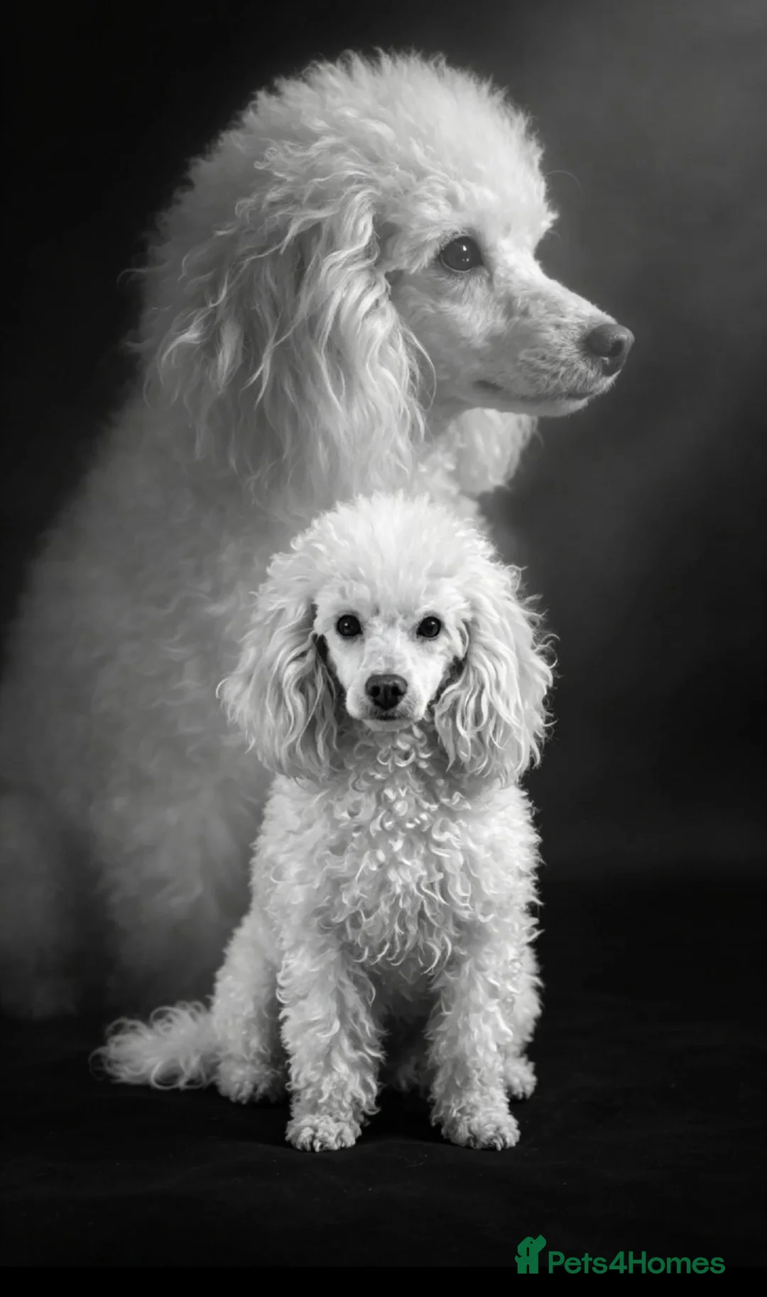 Miniature Poodle dogs for sale: Stunning small dainty cream miniature poodle girl  - Advert 1