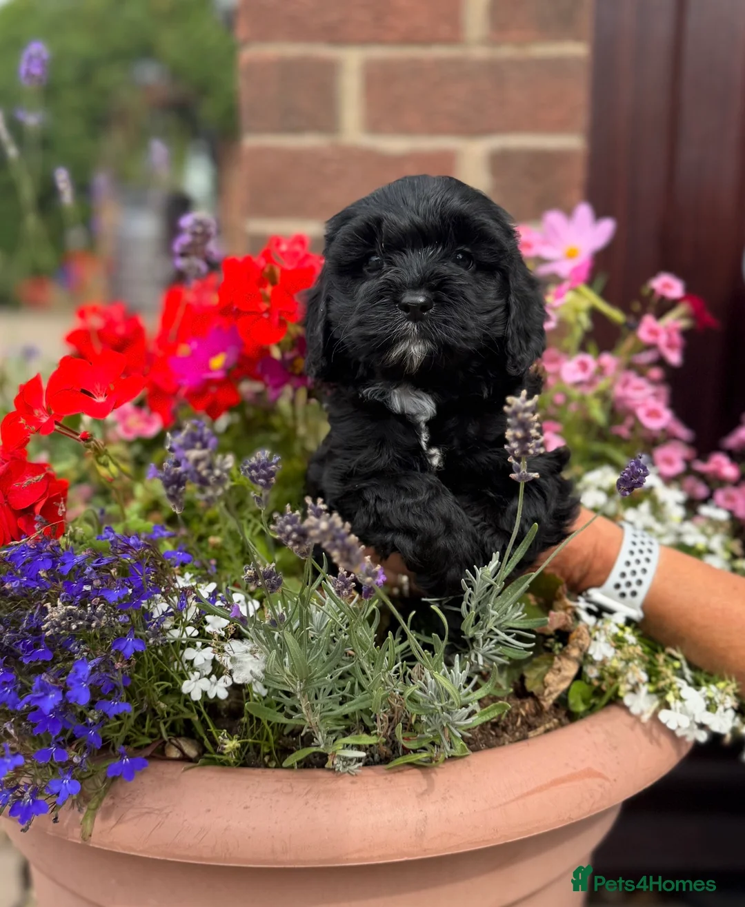 Cavapoo dogs for sale: Stunning Cavapoo Pups  - Advert 2