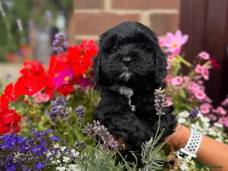 Cavapoo dogs Stunning Cavapoo Pups *Health tested parents* - Advert 6