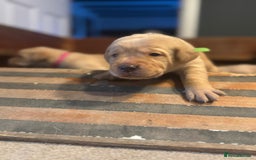Labrador Retriever dogs for sale: Labrador Retrievers For Sale - Image 10