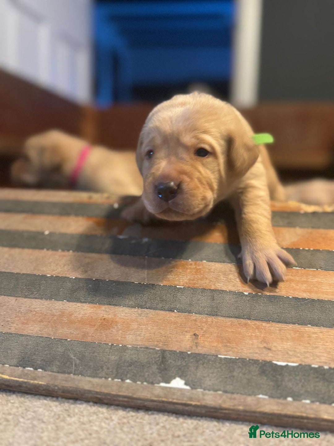 Labrador Retriever dogs for sale: Labrador Retrievers For Sale - Image 10
