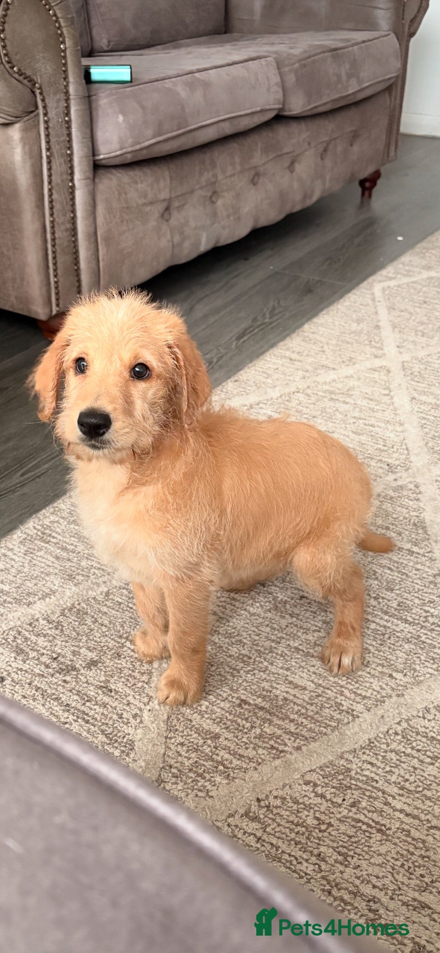 Labradoodle dogs Labradoodles available now !! - Advert 1