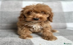 Cockapoo dogs for sale: Beautiful cockapoos looking for forever homes  - Image 16