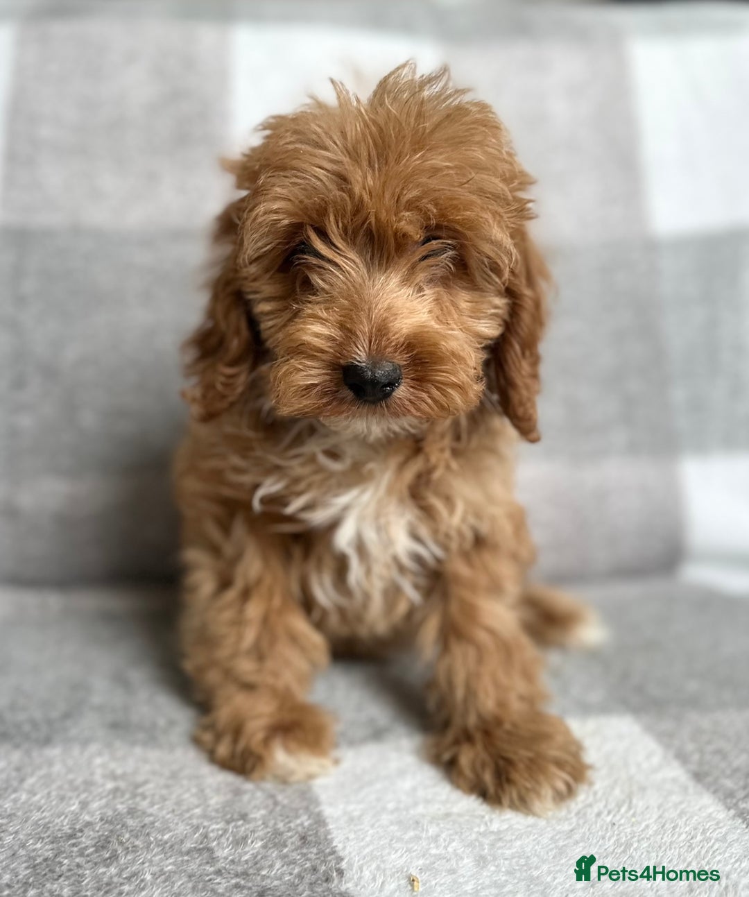 Cockapoo dogs for sale: Beautiful cockapoos looking for forever homes  - Image 16