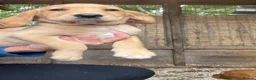 Cockerdor dogs for sale: Ready to go, Friendly Cockerdor pups 🤎 - Advert 10