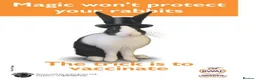 Continental Giant rabbits for sale: PURE BRED Continental Giant Baby Bucks  VACCINATED - Advert 11