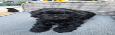 Shihpoo Puppy 6