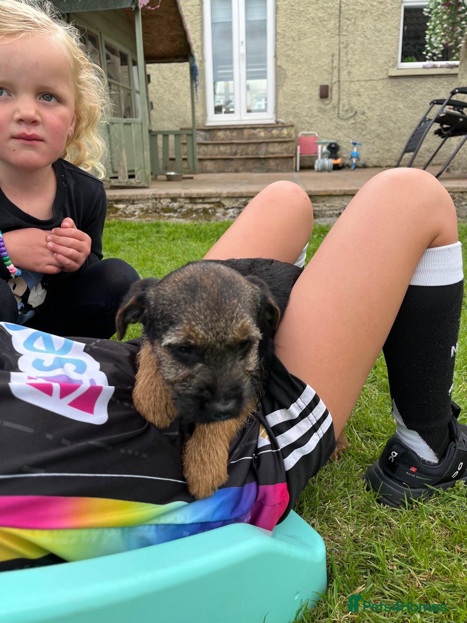 Border Terrier dogs Border Terriers Ready for a Loving Forever Home - Advert 2