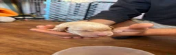 Mixed Breed dogs for sale: Labrador x puppies  - Advert 10