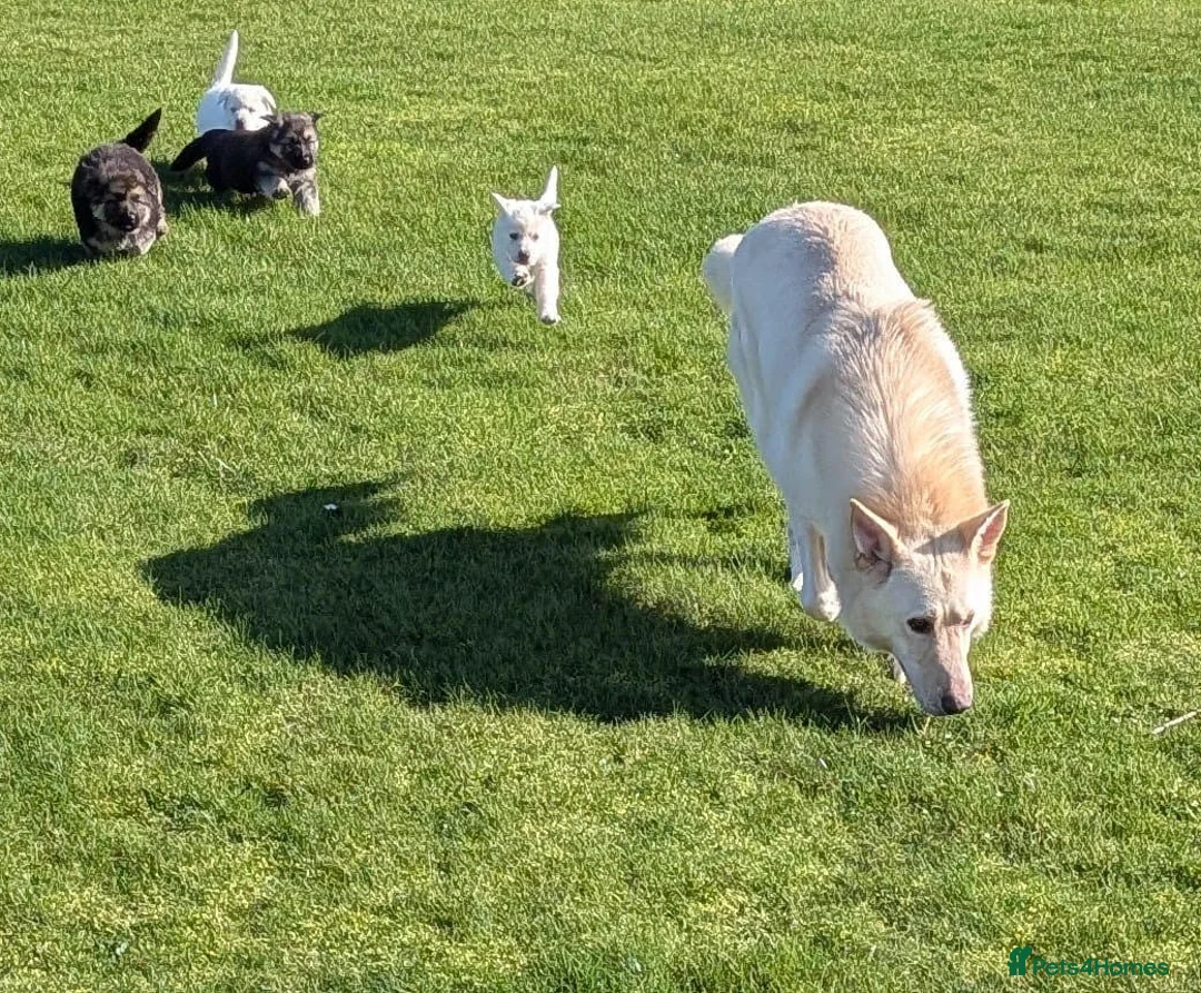 German Shepherd dogs for sale: German Shepherd puppies - Advert 6