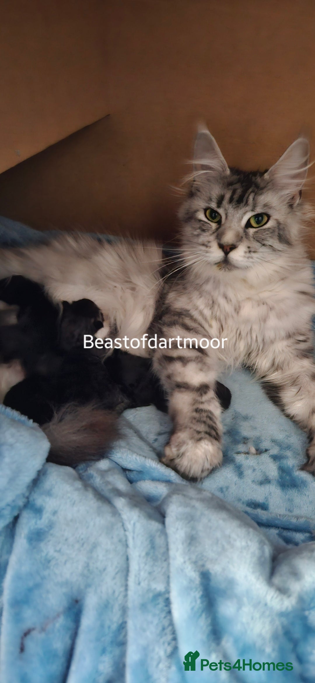 Maine Coon cats for sale: TICA Registered Maine Coon Kittens  - Advert 11