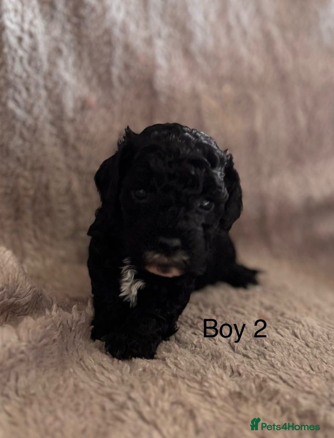 Maltipoo dogs for sale: F1B maltipoo - Image 4