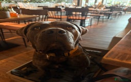 Cane Corso dogs for sale: Beautiful 2-Year-Old Cane Corso Loving & Trained - Image 10
