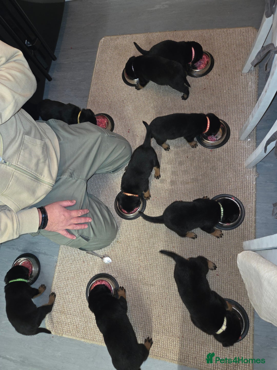 Rottweiler dogs for sale: Indie & dozer pups  - Advert 36