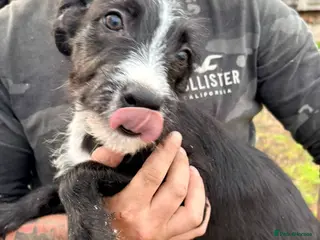 Lurcher dogs Lurcher - Advert 1