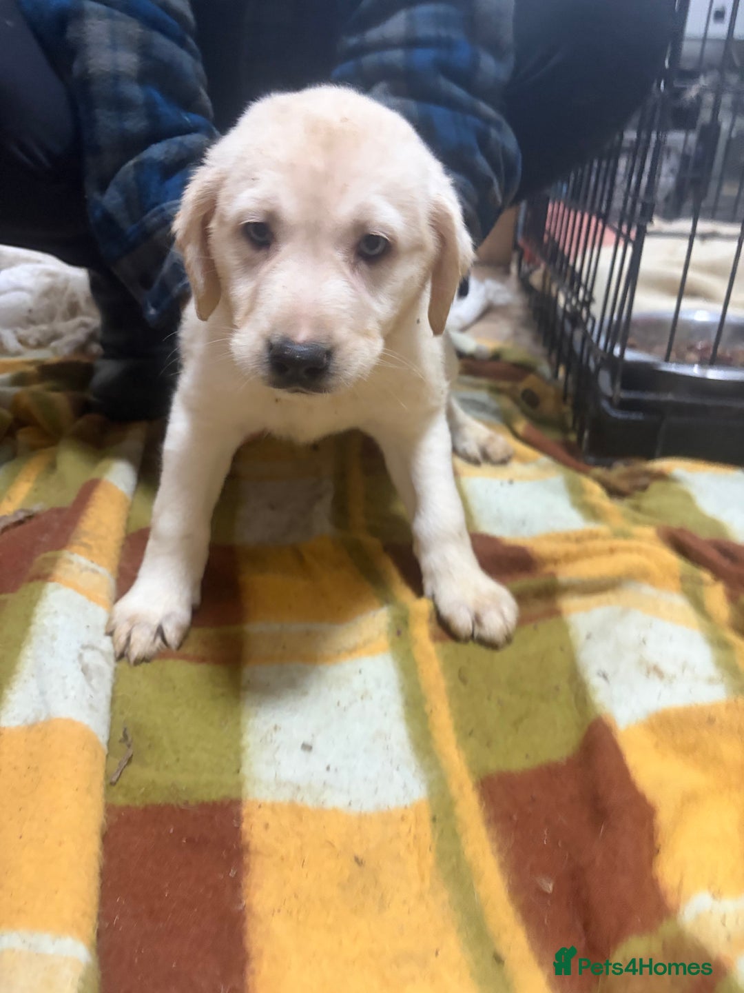 Mixed Breed dogs for sale: Shepsky x Labrador  - Advert 8