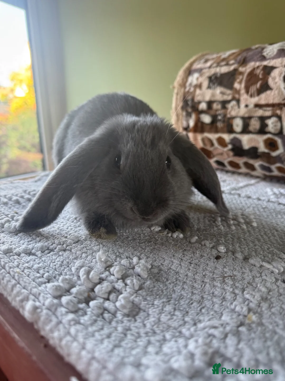 Mini Lop rabbits for sale: Gorgeous Mini Lops - LEAVE ASAP - Advert 12