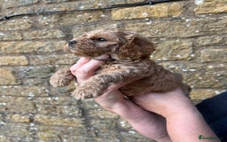 Cavachon dogs for sale: Cavapoochon puppies  - Image 4