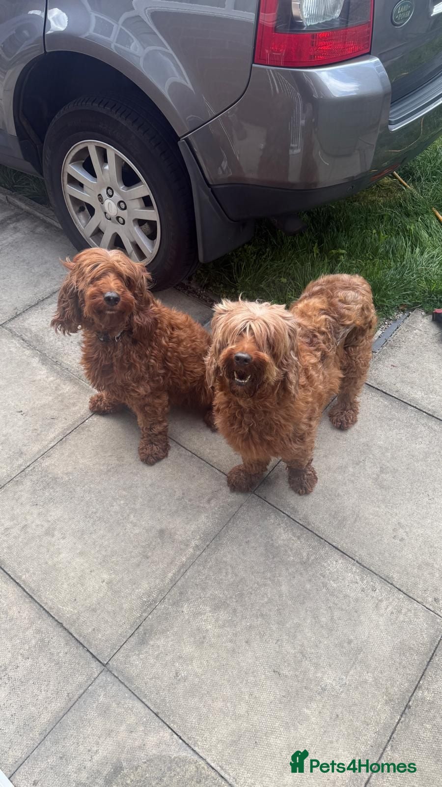 Irish Doodle dogs Two Beautiful Red F1 Miniature Irish Doodle - Advert 1
