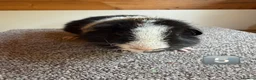 Guinea Pig rodents for sale: Teddy Boars & A Swiss Boar - Advert 8