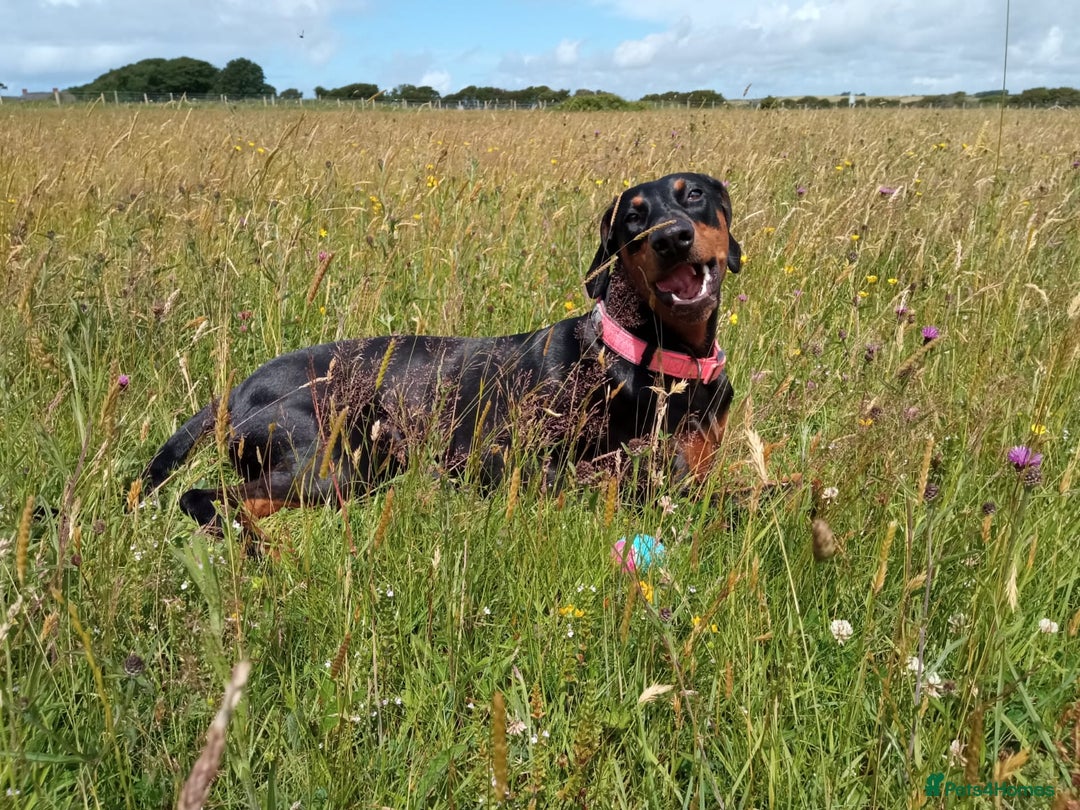 Dobermann dogs for sale: Dobermann puppies - Image 21