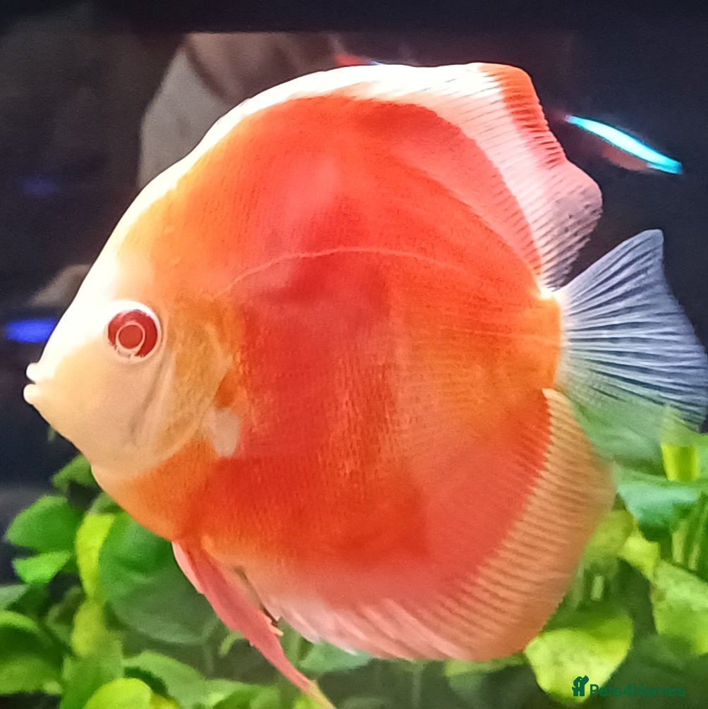 Discus fish Discuss fish - Advert 3