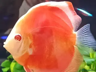 Discus fish Discuss fish - Advert 3