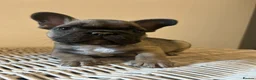 French Bulldog dogs for sale: Stunning frenchie boys  - Advert 22
