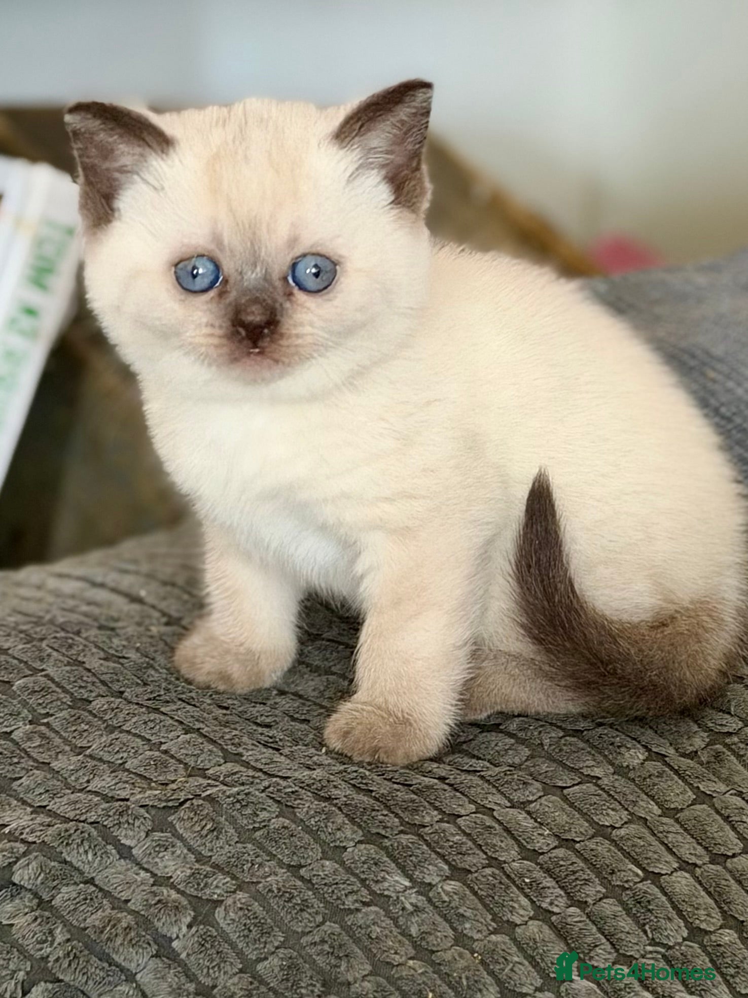 British Shorthair cats Beautiful British shorthair kittens - Advert 17