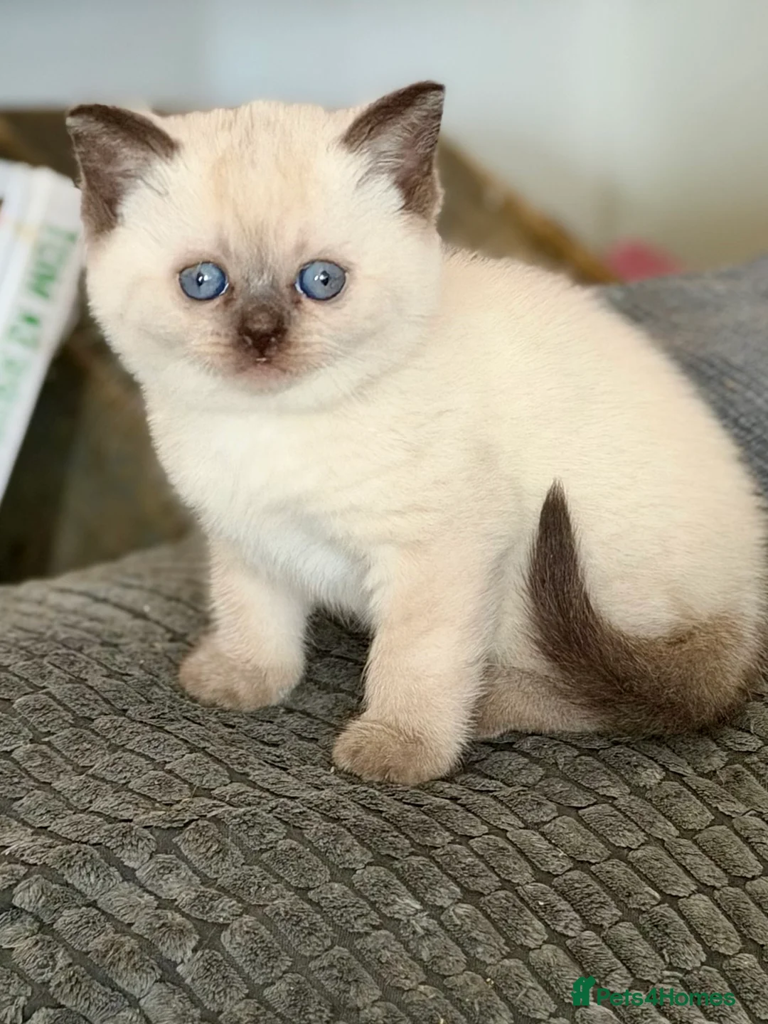 British Shorthair cats for sale: Beautiful British shorthair kittens - Advert 1