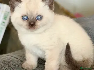 British Shorthair cats Beautiful British shorthair kittens - Advert 9