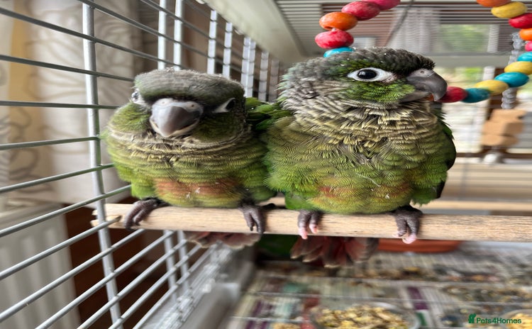 Conures birds - Advert 1