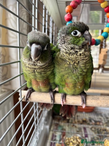 Conures birds - Advert 5