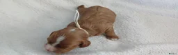 Cavapoo dogs for sale: F1 CAVAPOO PUPPIES  in Stevenage - Advert 40