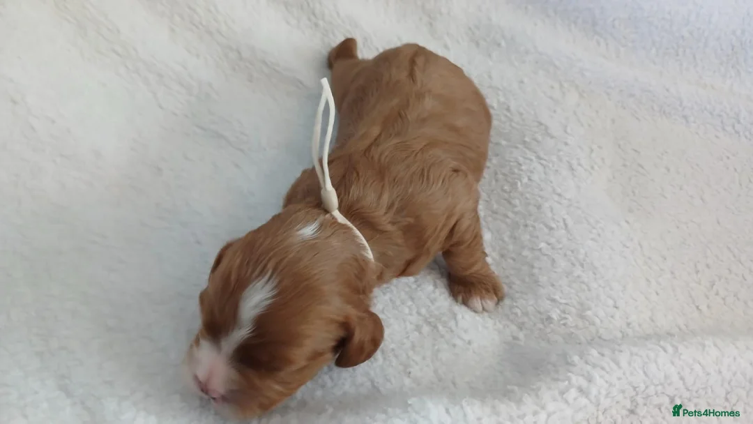 Cavapoo dogs for sale: F1 CAVAPOO PUPPIES  in Stevenage - Advert 40