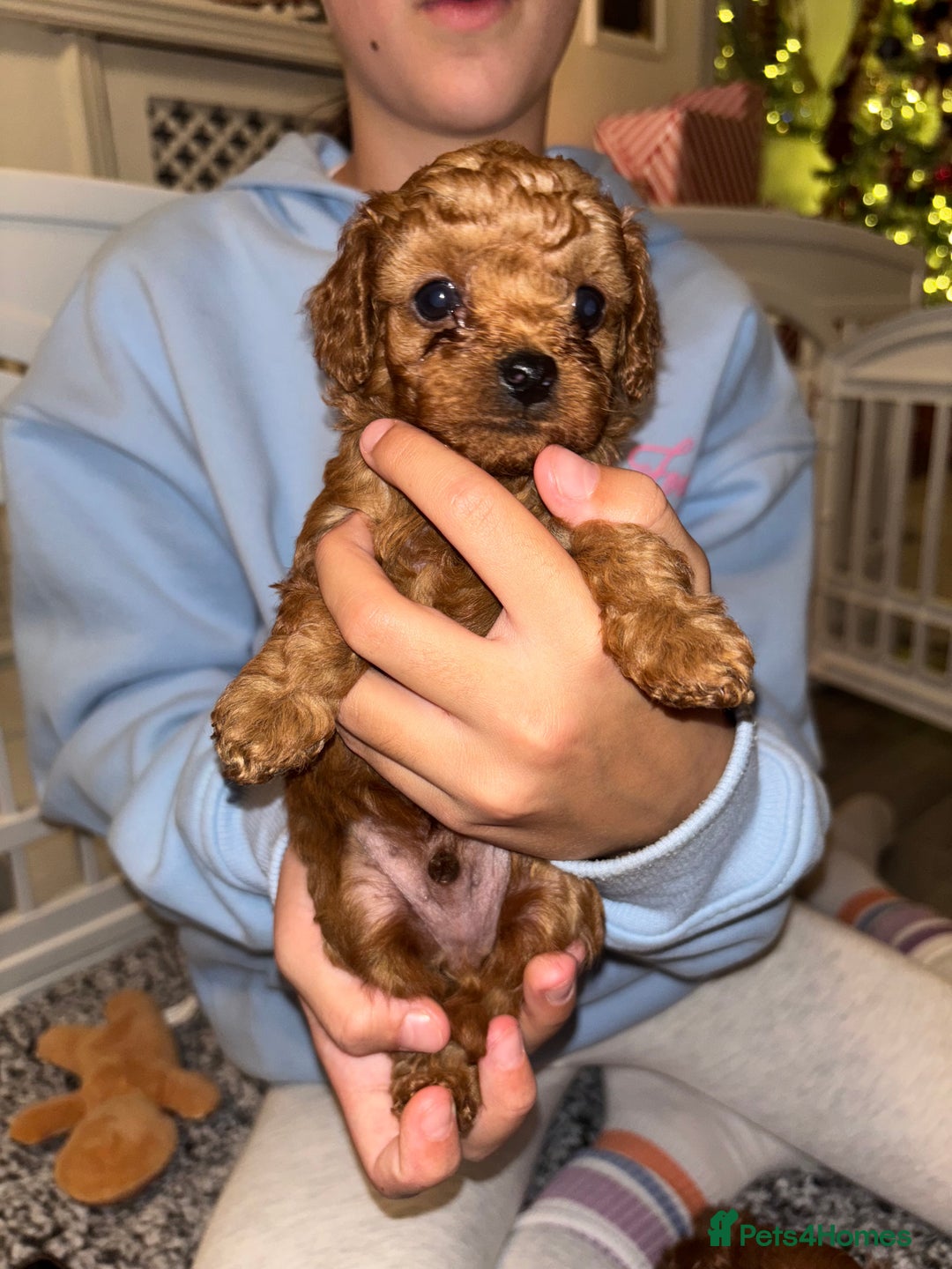 Cavapoo dogs for sale: Cavapoo - Advert 3