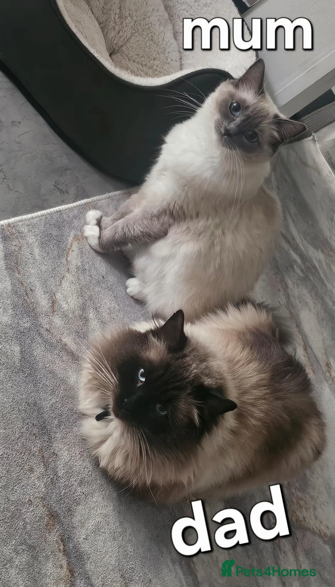 Ragdoll cats for sale: Purebreed ragdoll kittens  - Advert 2