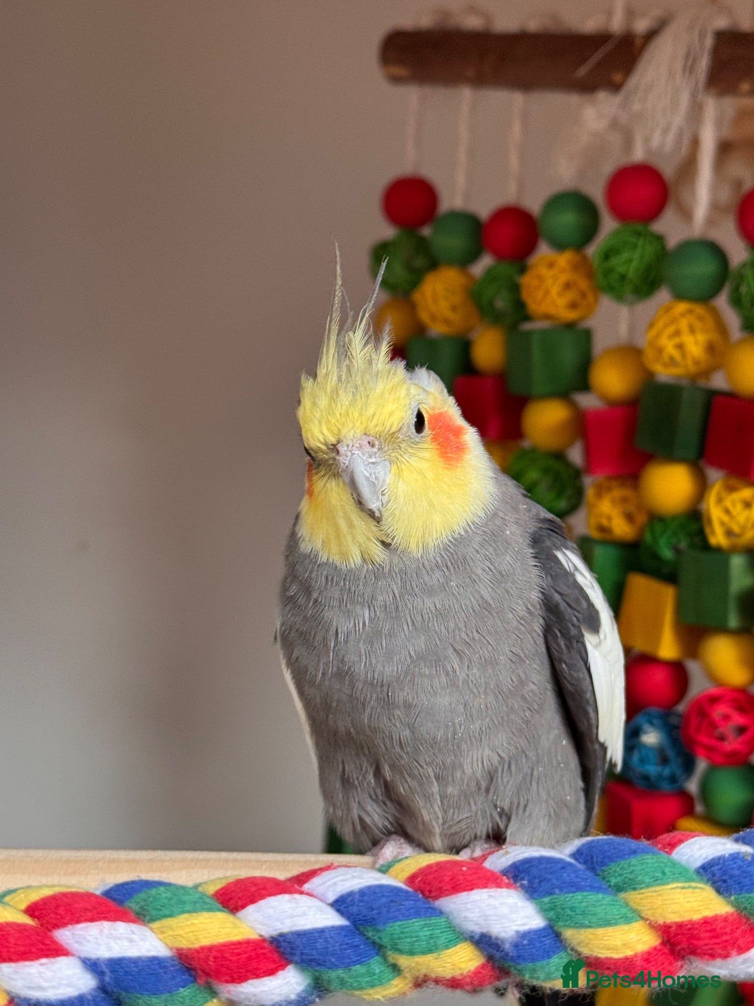 Cockatiels birds 4 cockatiels 1 grey 3 Lutino & cage  - Advert 2